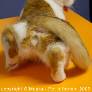 Feline estrus signs - treading is a common cat heat behavior.
