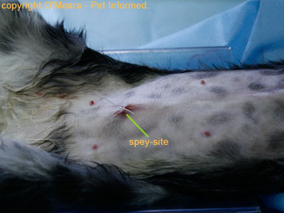 how long is a spay surgery for female dog