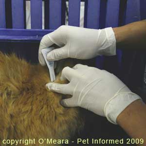 Frontline being applied to the fur of a lice-infested cat.