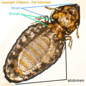 Biting or chewing lice photo - Lice have three main body parts: a head, a thorax and an abdomen (labeled). The head of the biting louse is wider than the width of the thorax. Lice have six legs (three on each side) that originate from the underside of the thorax. Biting lice legs are small and not that strong.