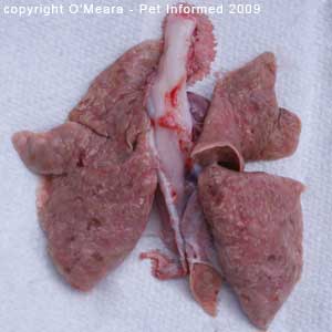 Fecal float parasite pictures - Severe feline lungworm infestation on a post-mortem exam.
