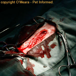 Pregnant cat spay - the appearance of the linea alba once it has been sutured closed.