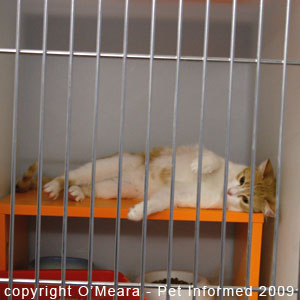 Female cat in heat rolling around on her back. Female cat in heat rolling around on her back.