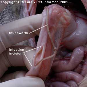 roundworm in stool