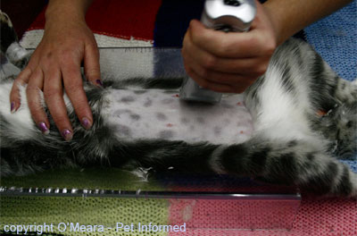 The fur is clipped from the cat's belly prior to a cat spaying procedure being performed.