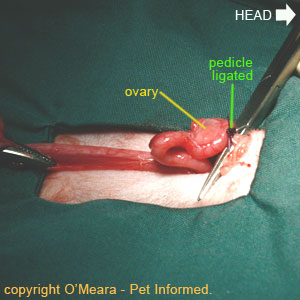 Cat spay image - the second ovarian pedicle is ligated (the knot is clearly visible in this image).