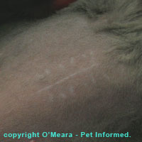 A spay scar on the skin following feline desexing surgery.