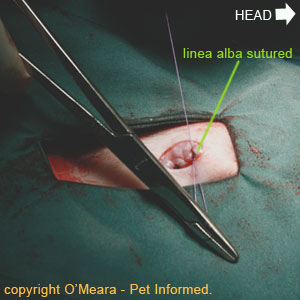Female feline spaying image - closing the linea alba and abdominal midline.