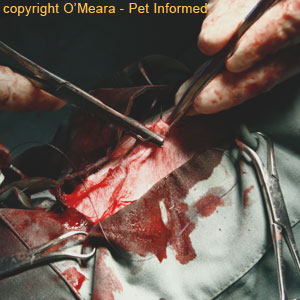 Cat spay image - The surgeon is closing the skin using absorbable skin sutures that don't need removal.