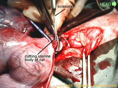 Pregnant cat spay pic - the uterine body is transected (cut off) above the level of the ligatures.