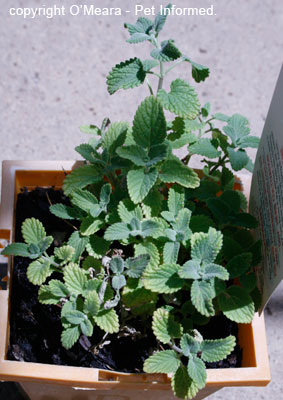 Catmint or catnip can be planted to repel rodent pests.