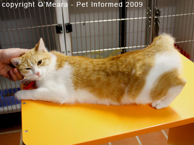 Female cat in heat - the cat in lordosis posture.