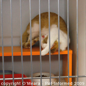 Feline heat behaviours can be very bizarre. Feline heat behaviour can be very bizarre.