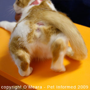 Female cats in heat will often tread or paddle with their back legs. Female cats in heat will often tread or paddle with their back legs.