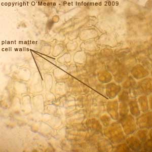 Faecal float parasite pictures - plant matter.