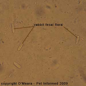 Fecal float parasite pictures - commensal flora of the rabbit gut: Saccharomycopsis gutulatus.