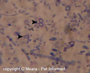 These are Clostridium spores (the white-filled circles marked with arrows) taken from a rectal swab of a dog with diarrhoea and blood-tinged, slimy stools. The animal became sick after eating roast lamb - a common intestinal upsetter.
