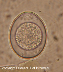 This is an image of an <i>Isospora canis</i> oocyst (coccidia) seen in a fecal
smear taken from a sick puppy with diarrhoea, blood in the stools and slimy, mucussy feces.