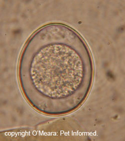 This is an image of an <i>Isospora canis</i> oocyst (coccidia) seen in a fecalsmear taken from a sick puppy with diarrhoea, blood in the stools and slimy, mucussy feces.