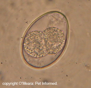 Isospora canis oocyst from a dog with Coccidiosis. This fecal sample was only 30 minutes old and the cysts were already starting to divide and mature towards an infective state.