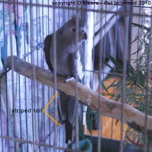 Cockatiel sexing pictures - female cockatiels have tail stripes. Cockatiel sexing images - female cockatiels have tail stripes.