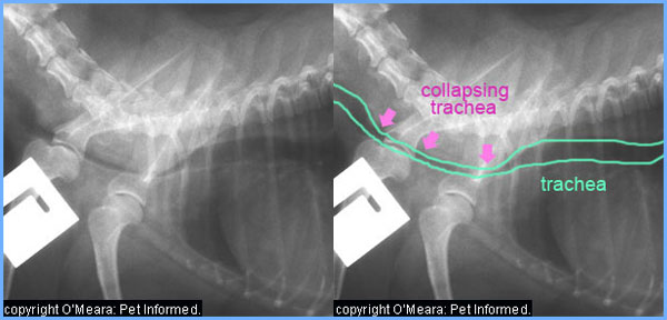 What Medicine Do Dogs Take For Kennel Cough