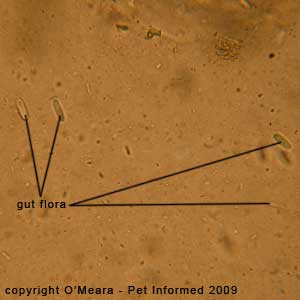 Fecal flotation parasite pictures - rabbit gut flora: Saccharomycopsis gutulatus.
