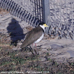 Bird sexing - male and female Masked Lapwings share nest-building duties.