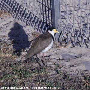 Bird sexing - male and female Masked Lapwings share nest-building duties. Bird sexing - male and female Masked Lapwings share nest-building duties.