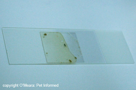 The glass coverslip (containing fecal float solution and, hopefully, parasite eggs/oocysts)
is placed on top of the glass microscope slide.