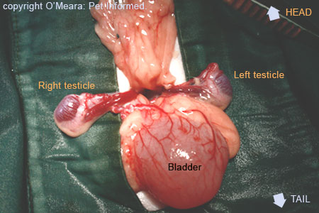 This is an image of cryptorchidism in cats. On testicle palpation, no testicles could be detected in the scrotal sac of this feline.
