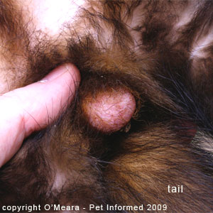 Ferret gender determination images - a male ferret with retained testicles.