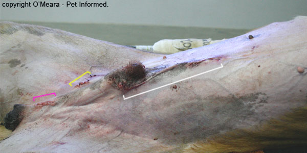 This picture indicates the places a vet might need to look in order to find a missing testicle in a dog or cat seemingly 'born with one testicle'.