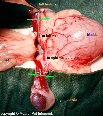 Neutering a cryptorchid cat. Testicle surgery is performed and the testis and epididymus are removed.