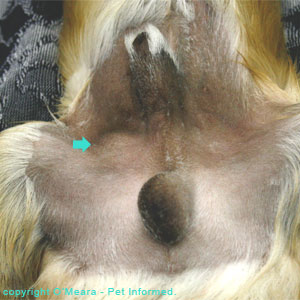 This is a picture of a dog with unilateral cryptorchidism. This canine had one undescended testicle (one retained testicle).