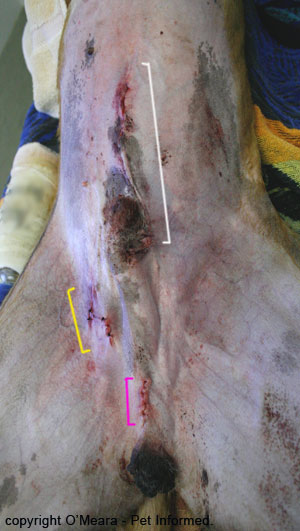  incision into the inguinal (groin) region (yellow line on the photograph 