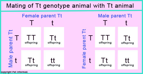 is cryptorchidism in dogs genetic