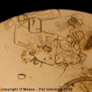 Fecal float parasite pictures - fecal float solution crystals.
