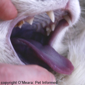 This is an image of a cat that has passed away and died. Notice how the lips and tongue are a dark blue-purple colour.