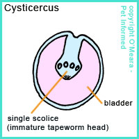The cysticercus form of tapeworm larval cyst.