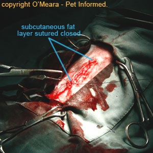 Pregnant spay - The subcutaneous fat layer (sub-q or SC layer) is closed to reduce dead space.
