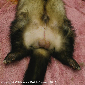 Ferret sexing pictures - a male ferret. Ferret sexing pictures - a male ferret.