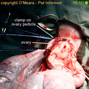 Pregnant cat spay - The blood vessels (the ovarian artery and vein) supplying the cat's ovary (the right ovary in this individual) are elevated and clamped off using mosquito hemostats.