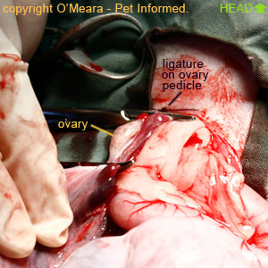 The ligature is knotted. The ovary is now ready to be cut from its blood supply.