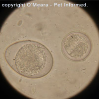Is giardia and coccidia the same