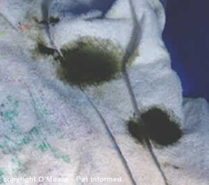 Diarrhea from a dog with distemper in the dog's bedding.