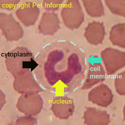 This is repeat image of the same dog blood smear sample, with the various regions of the nucleated white blood cell labeled.