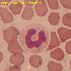 This is an image of a canine blood smear. It shows a white blood cell (the large cell in the middle) and many red blood cells.