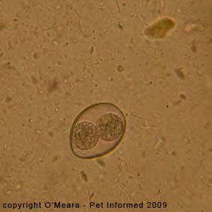 Fecal float parasite pictures - coccidiosis in puppies.