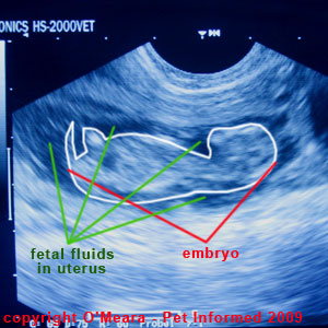 Crown-rump length can be used to determine the stage of cat pregnancy.